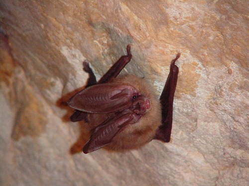 A Townsend's big-eared bat with very large oval shaped eras clings to the ceiling of a cave.