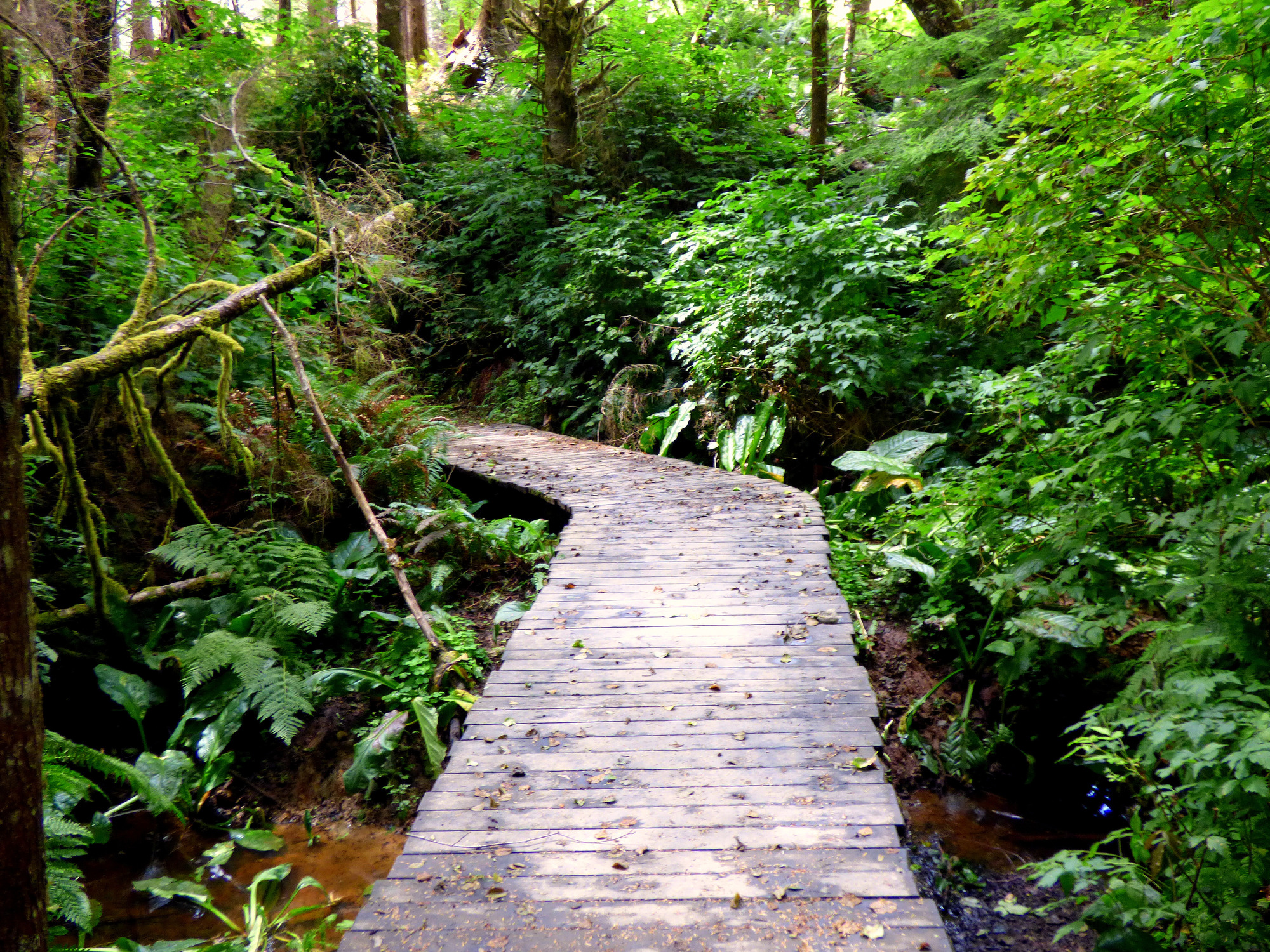 A narrow wooden boardwalk winds through a lush, green forest filled with dense foliage, ferns, and moss-covered trees. A small stream runs alongside the path, and fallen branches and leaves are scattered across the walkway.
