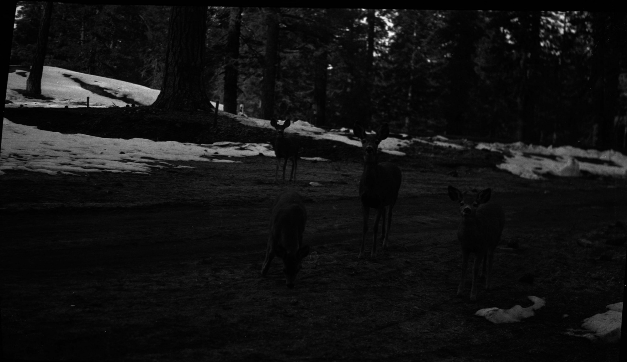 SEKI Roberts Collection Series: 2 Negatives; 3 Fauna
