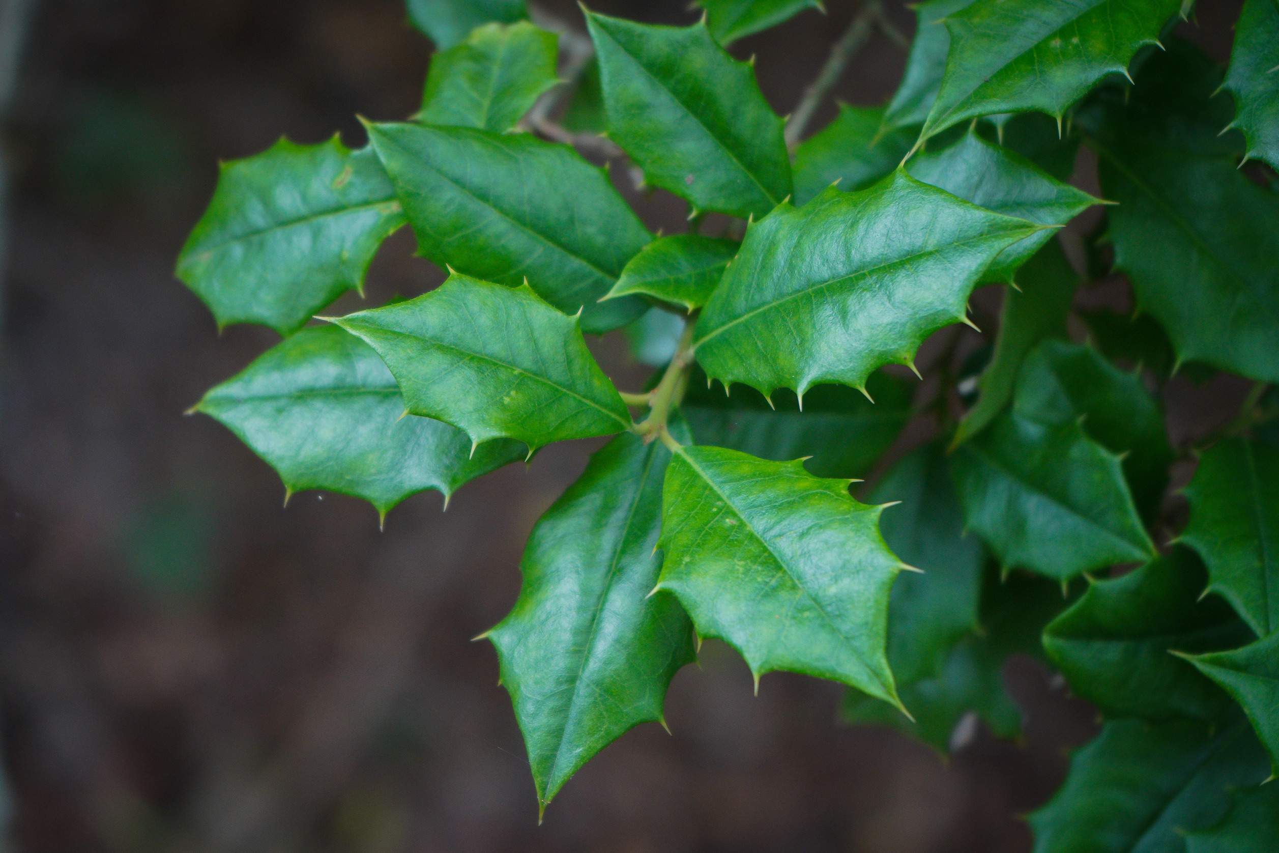 A close-up of green, pointed holly leaves against an out-of-focus gray-brown background.