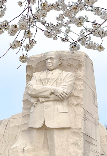 Statue of Martin Luther King, Jr. framed by cherry blossom trees in bloom with pink flowers