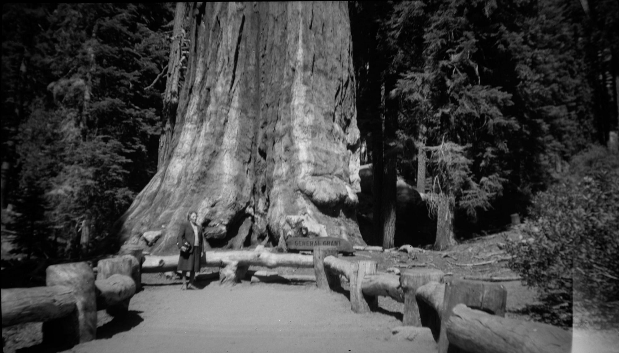 SEKI Roberts Collection Series: 2 Negatives; 13 Sequoias