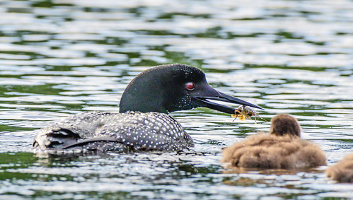 A black-and-white checkered adult loon offers a yellow insect that it has captured to a down-covered brown/gray chick. A second chick swims on the surface nearby.