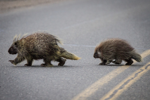a small porcupine following a larger porcupine across a road
