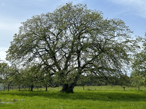 Landscape photo of grass field with large elm tree, just beginning to leaf out in spring