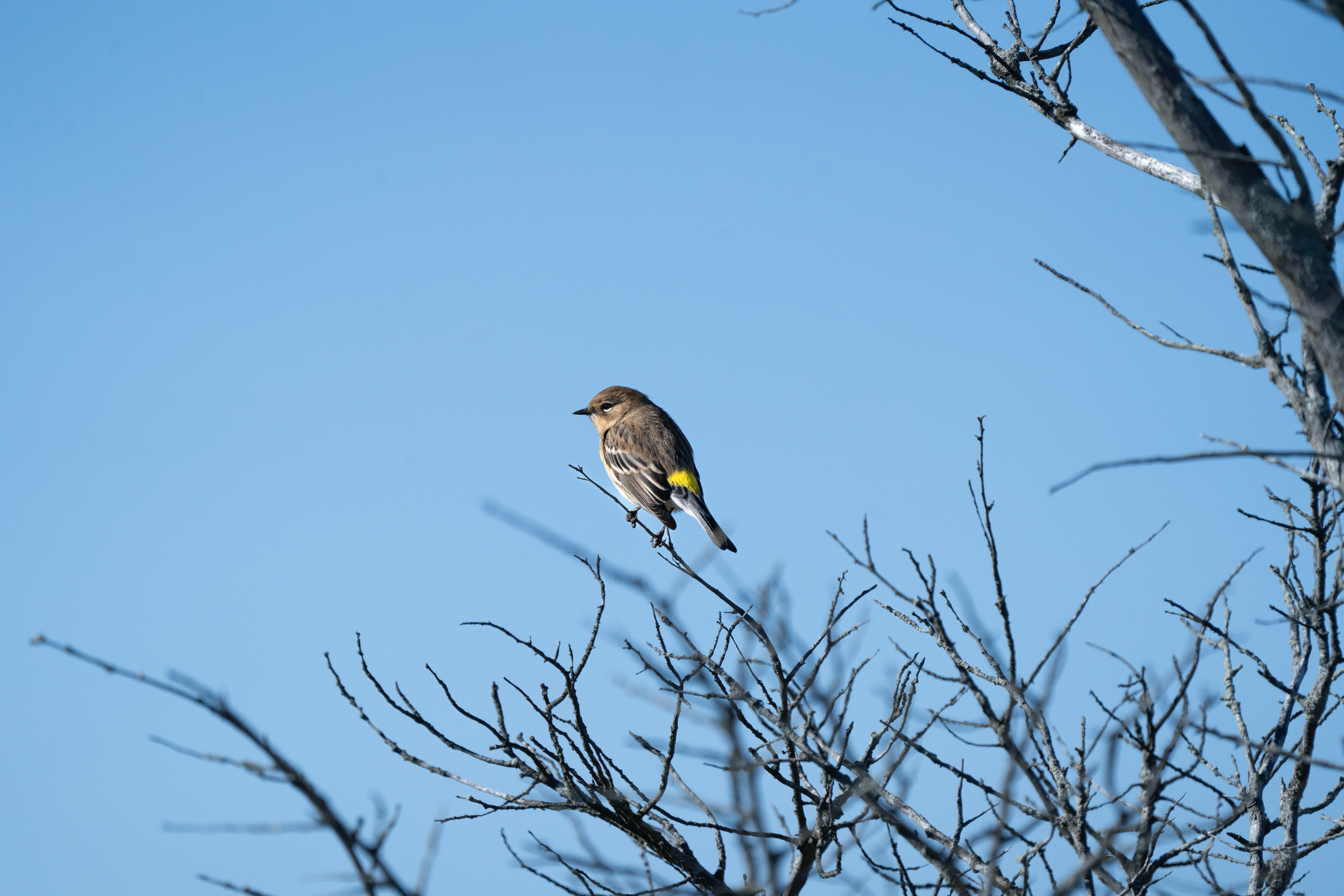A small brown and white bird with yellow markings perches on a bare tree branch.