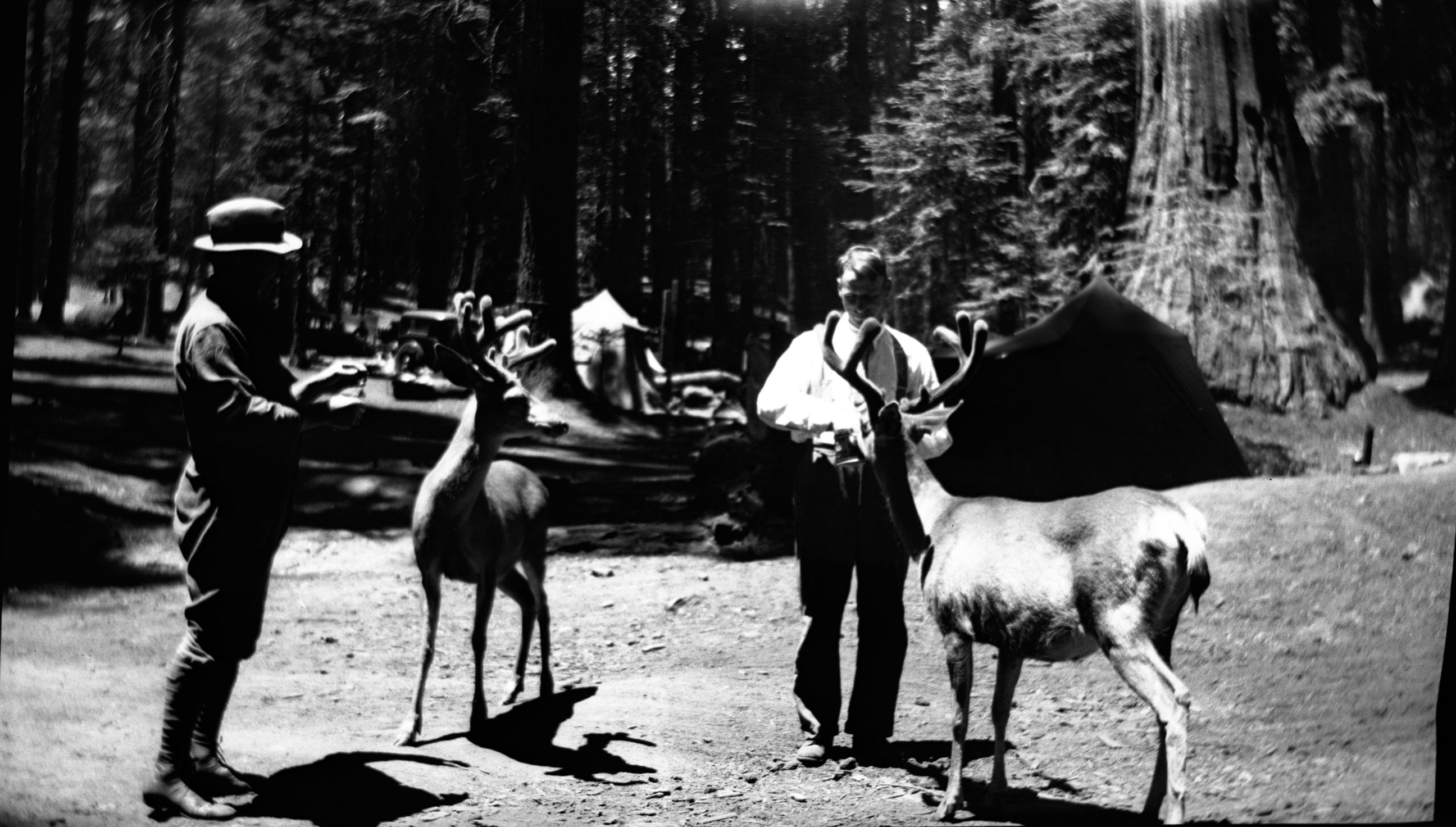 SEKI Roberts Collection Series: 2 Negatives; 3 Fauna