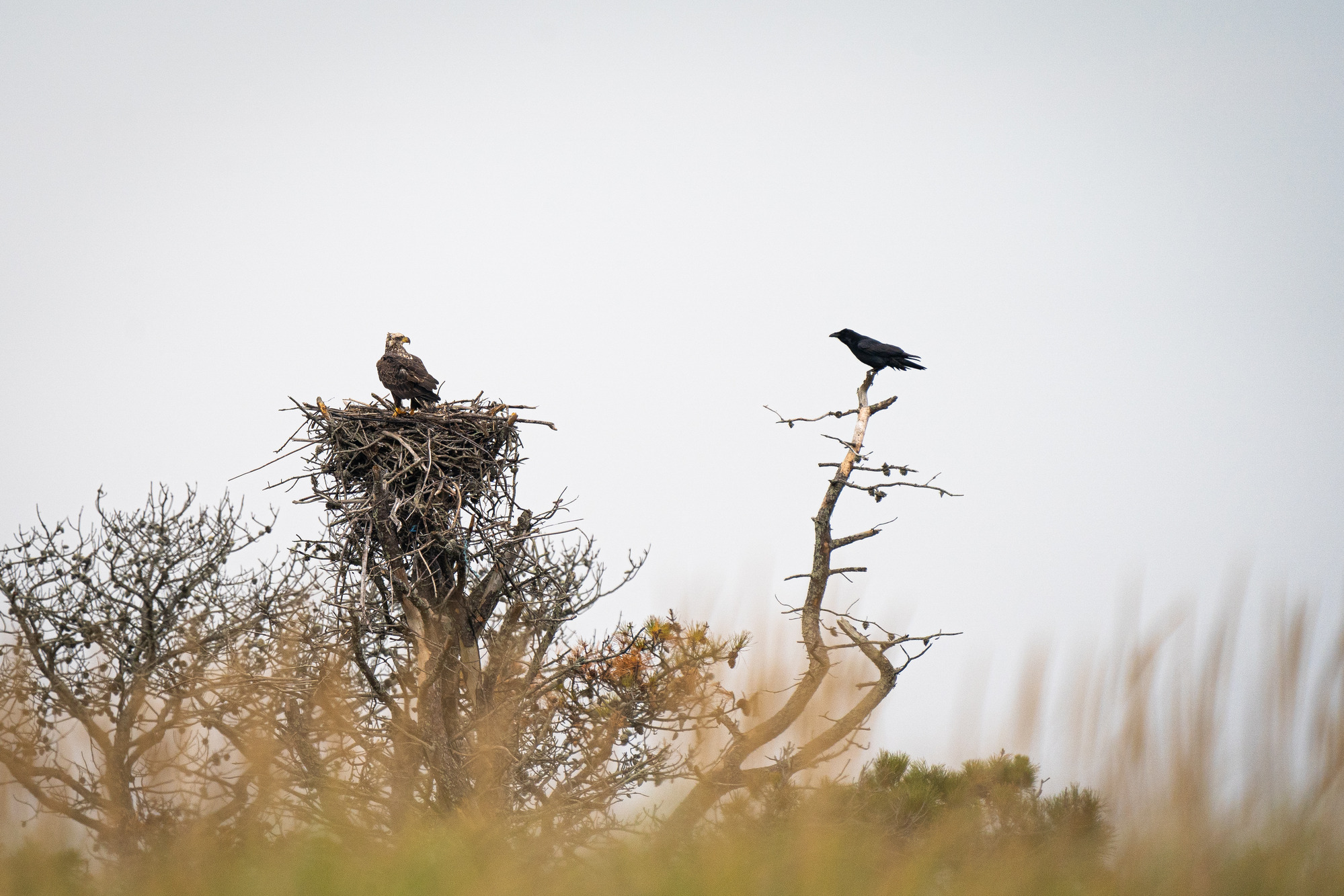 An immature bald eagle perches on a nest of sticks in a dead pine tree, while a nearby perched raven looks on.