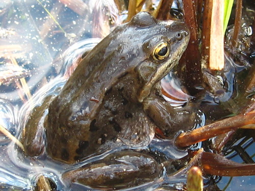 a small frog in a puddle