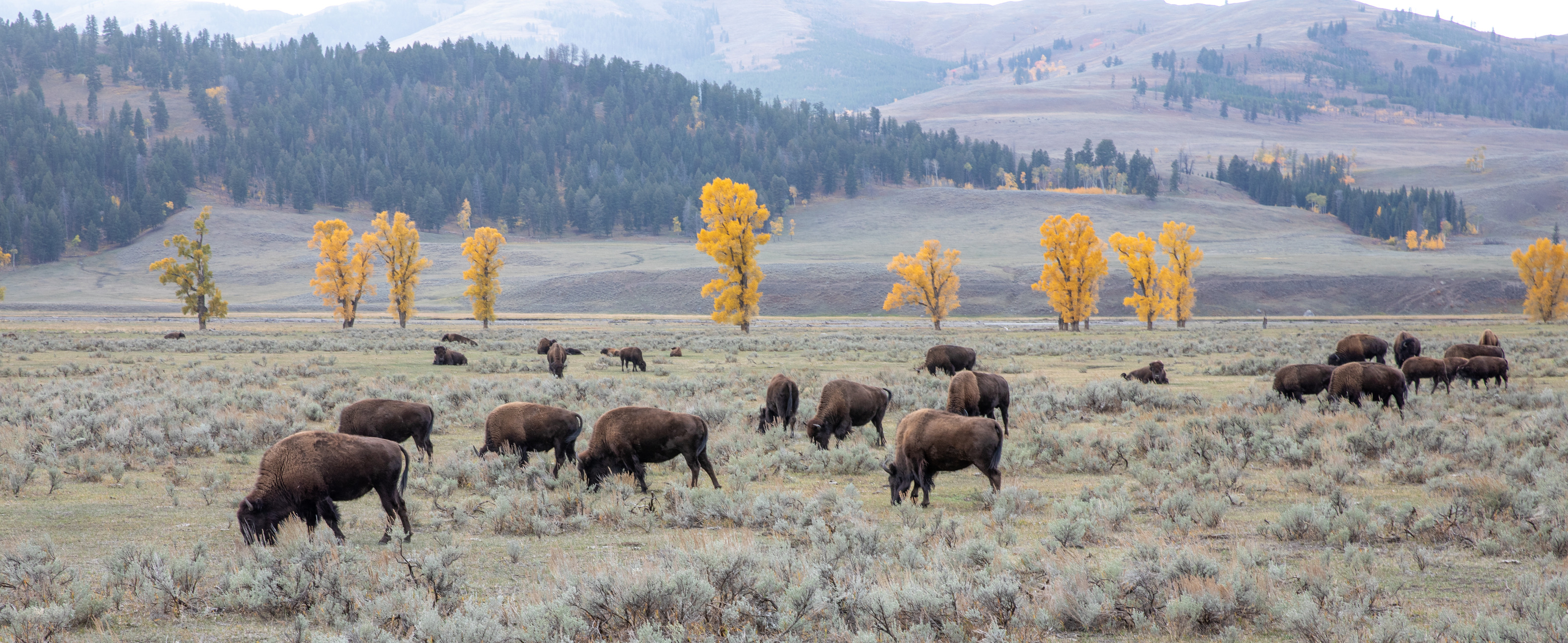 Bison herd grazing in Lamar Valley with golden autumn cottonwoods, Yellowstone National Park