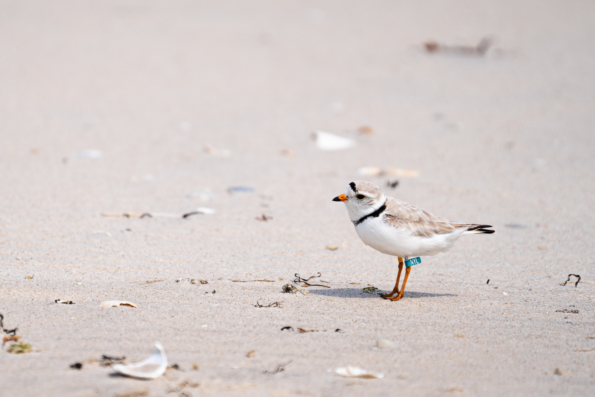 A white and tan bird with black markings and orange legs and bill stands on beach sand with debris and shell fragments. The bird has a green band on its leg.