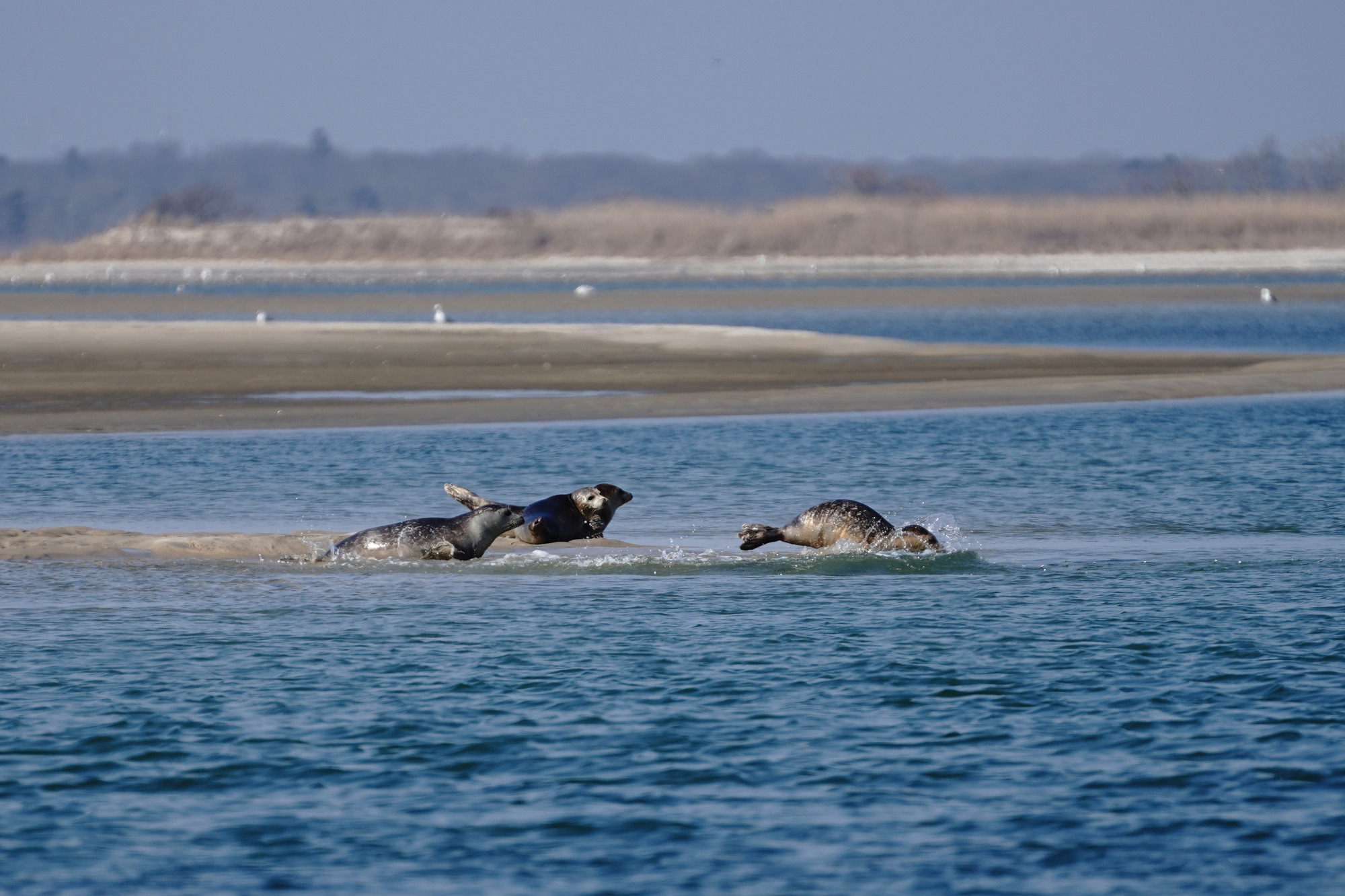 A group of seals with varying gray patterns dives into water from a sand flat.