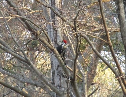 A large black woodpecker with a bold white strip down its face and a bright red crest perches on the smooth bark of a Crape Myrtle. 