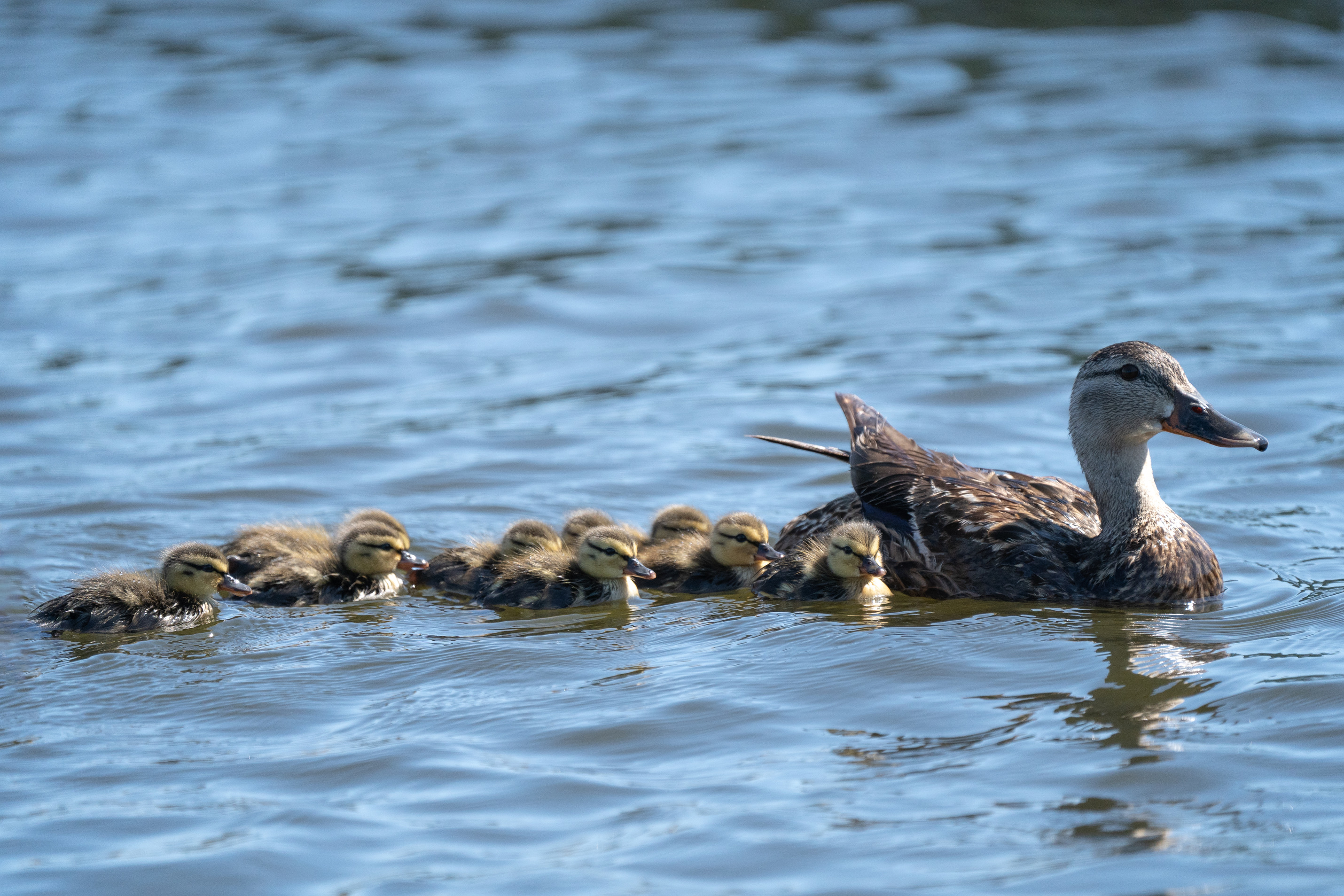 A group of nine small yellow ducklings and an adult brown mottled duck swimming in calm water.