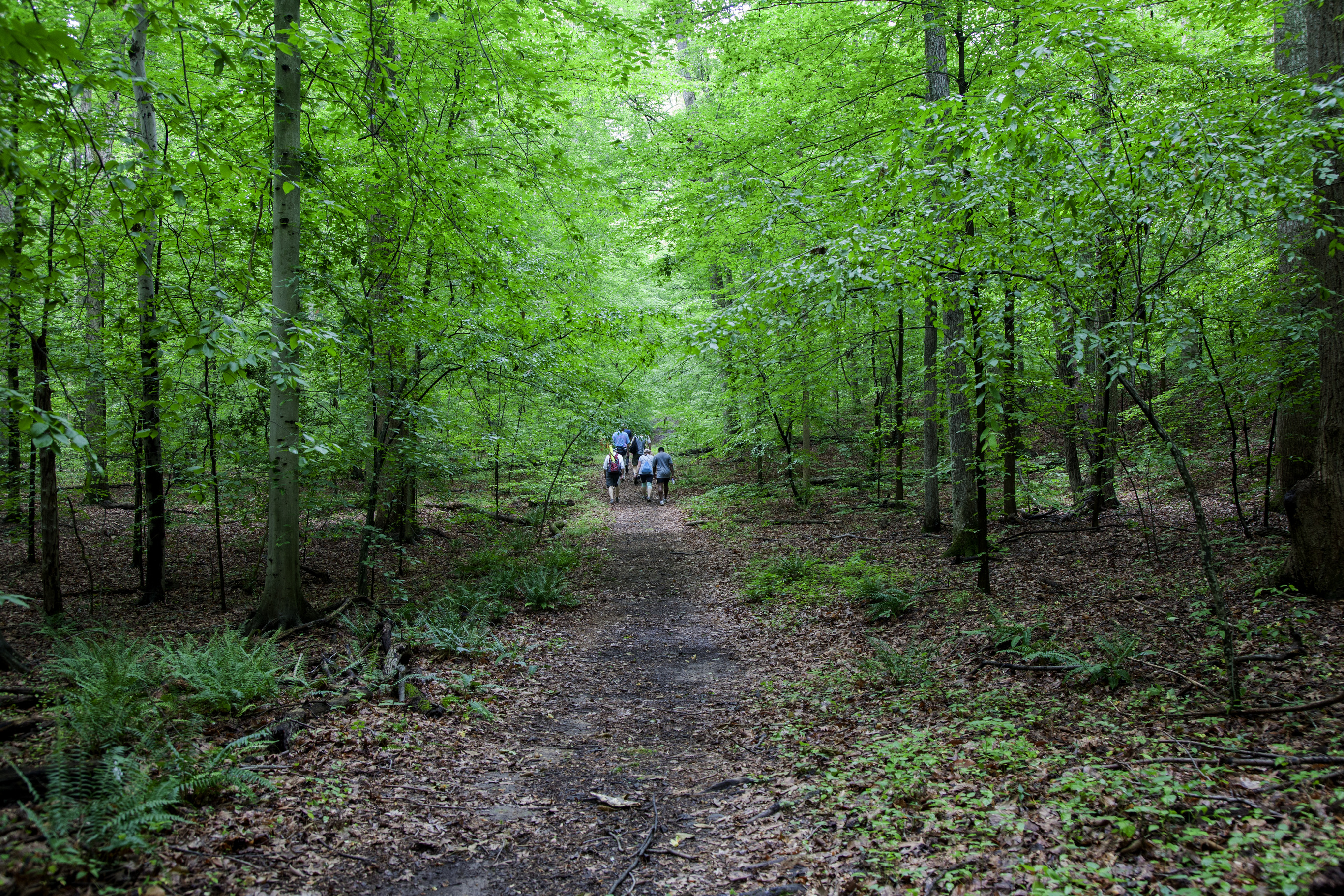 A trail splits through a green, forested area. A group of hikers walk in the distance. 