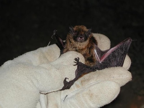 A Long-legged Bat with brown fur is held in a researcher's gloved hand.