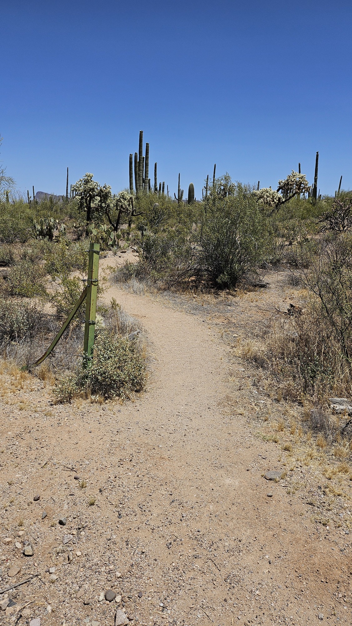 Vertical image. A break along a barbed fence line opens up to lush desert scenery, with a narrow trail winding around cacti and plants. 