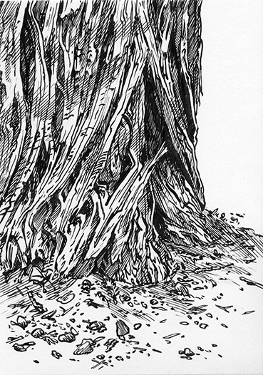 This pen and ink drawing shows the rough bark of the western red cedar tree. The bark at the base of a tree has crumbled a little onto the ground. 