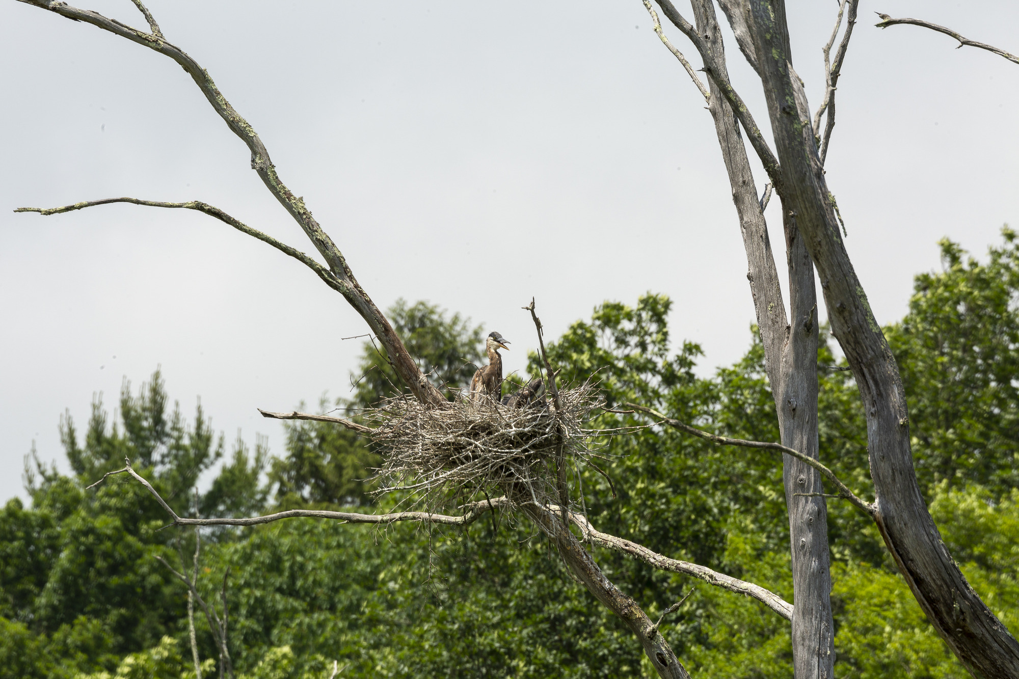 Smallest Bird Nest