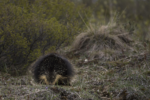 the rear of a porcupine