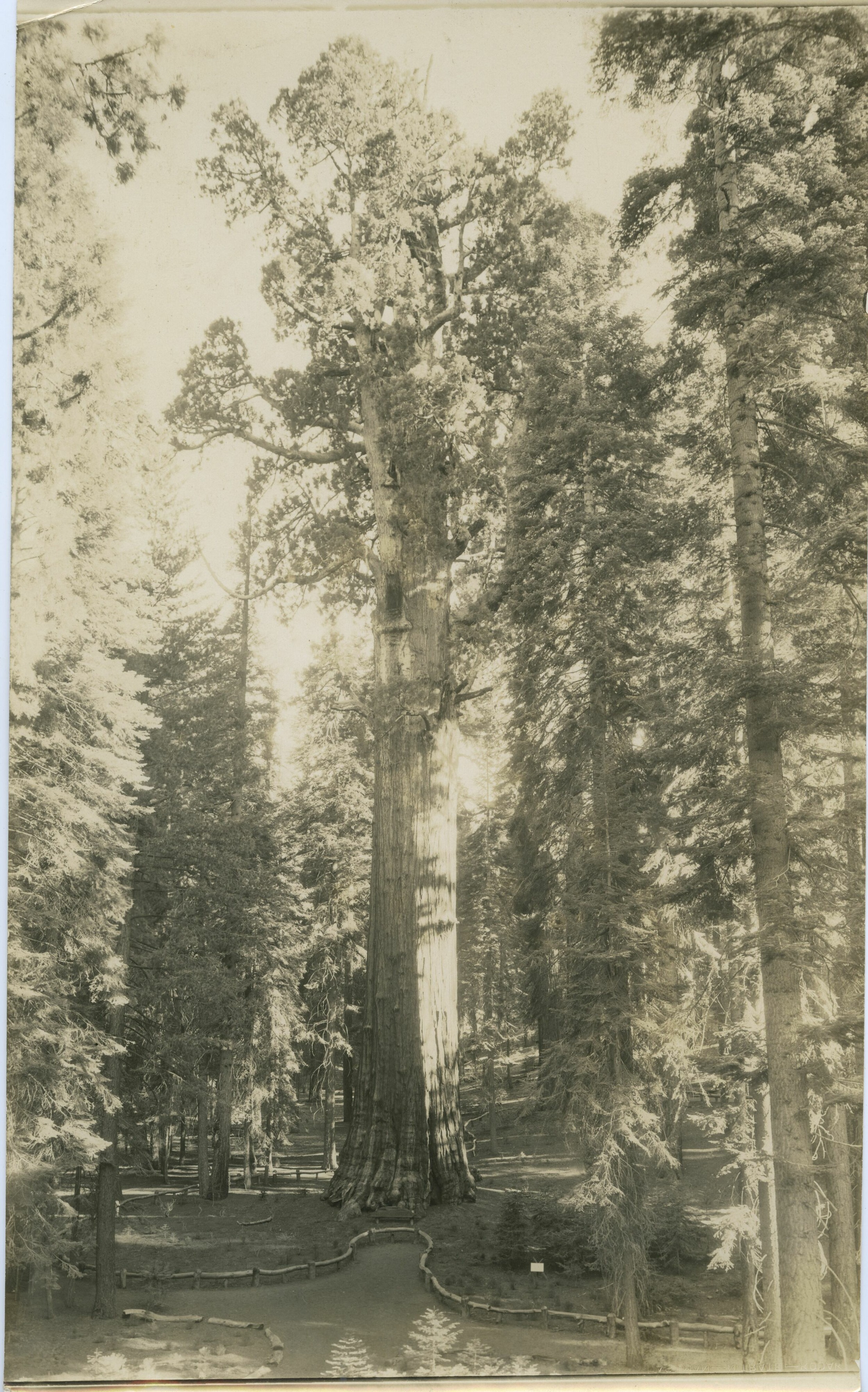 SEKI Roberts Collection Series: 3 Prints; 2 Medium; 13 Sequoias