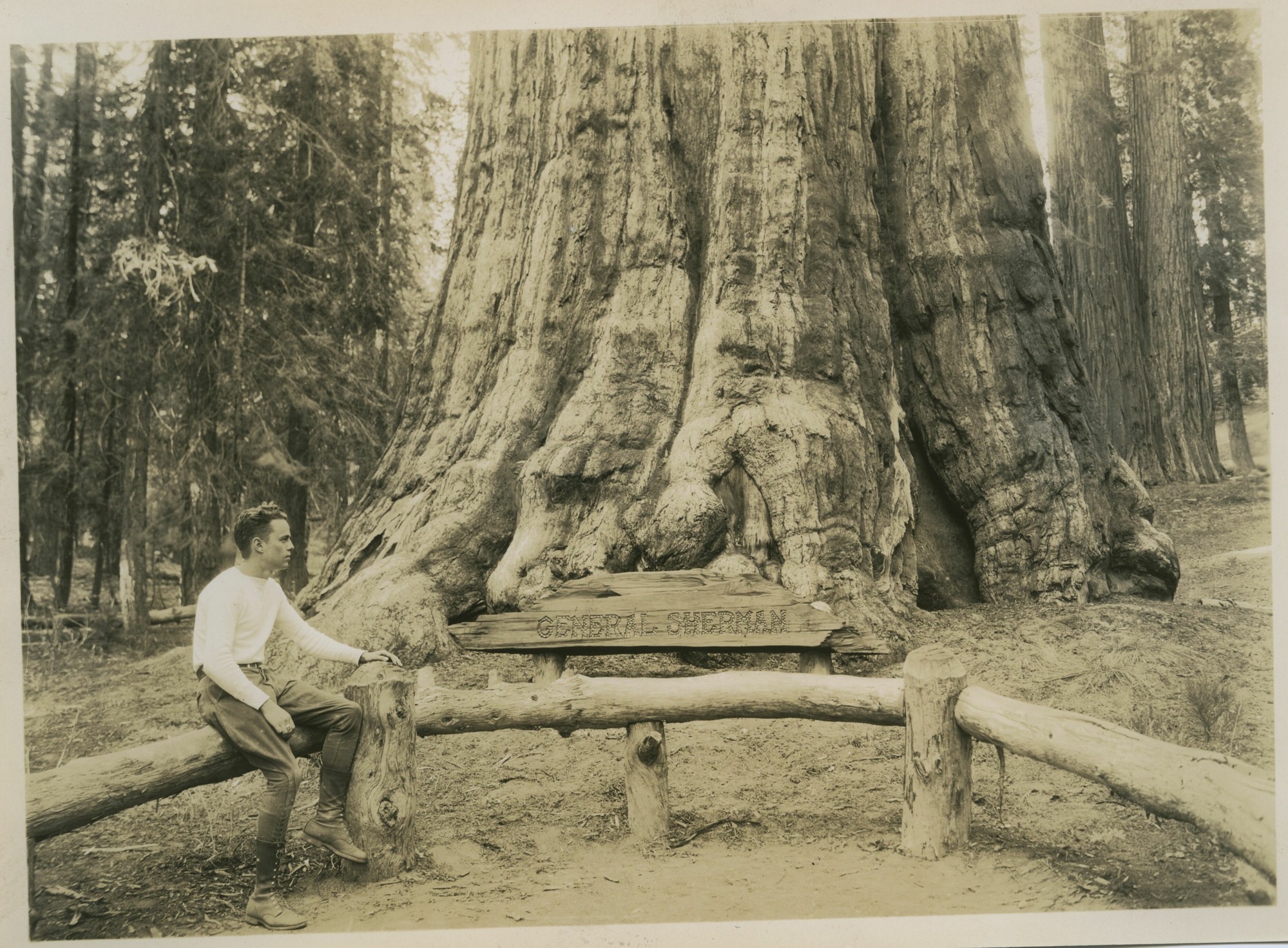 SEKI Roberts Collection Series: 3 Prints; 1 Small; 13 Sequoias