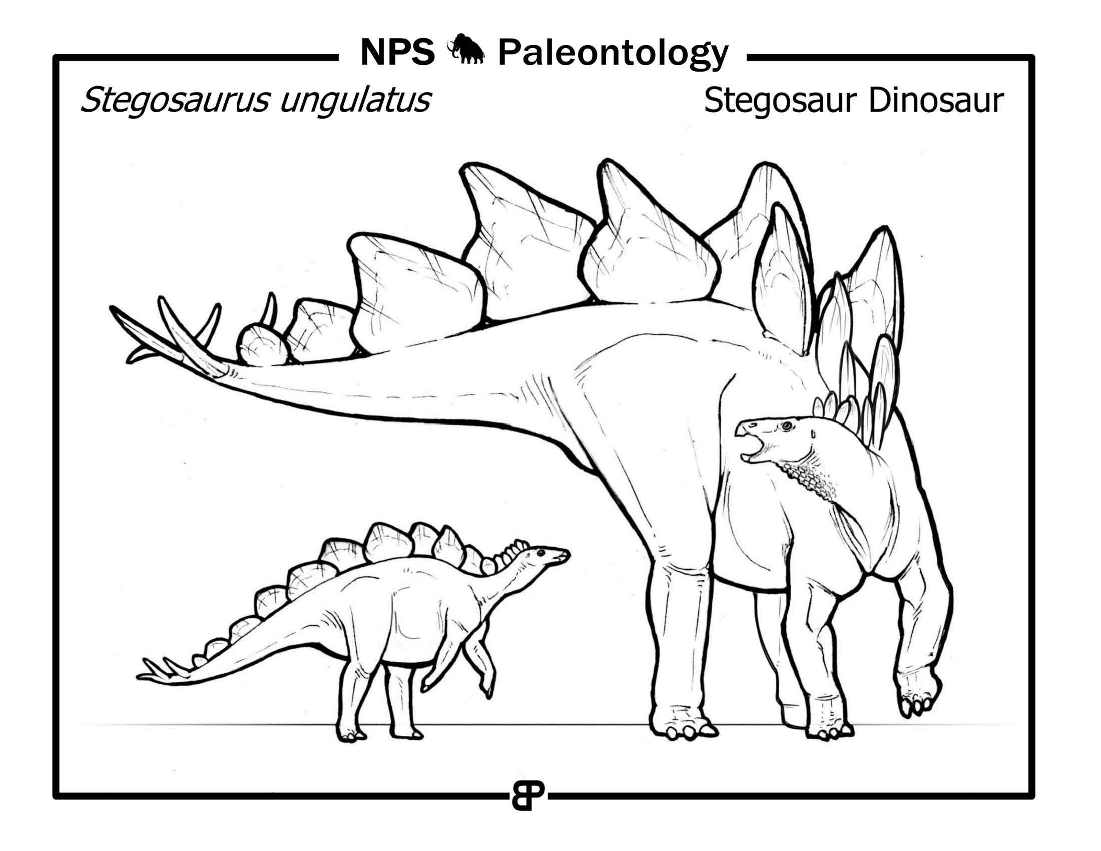 line drawing of an adult and juvenile Stegosaurus.