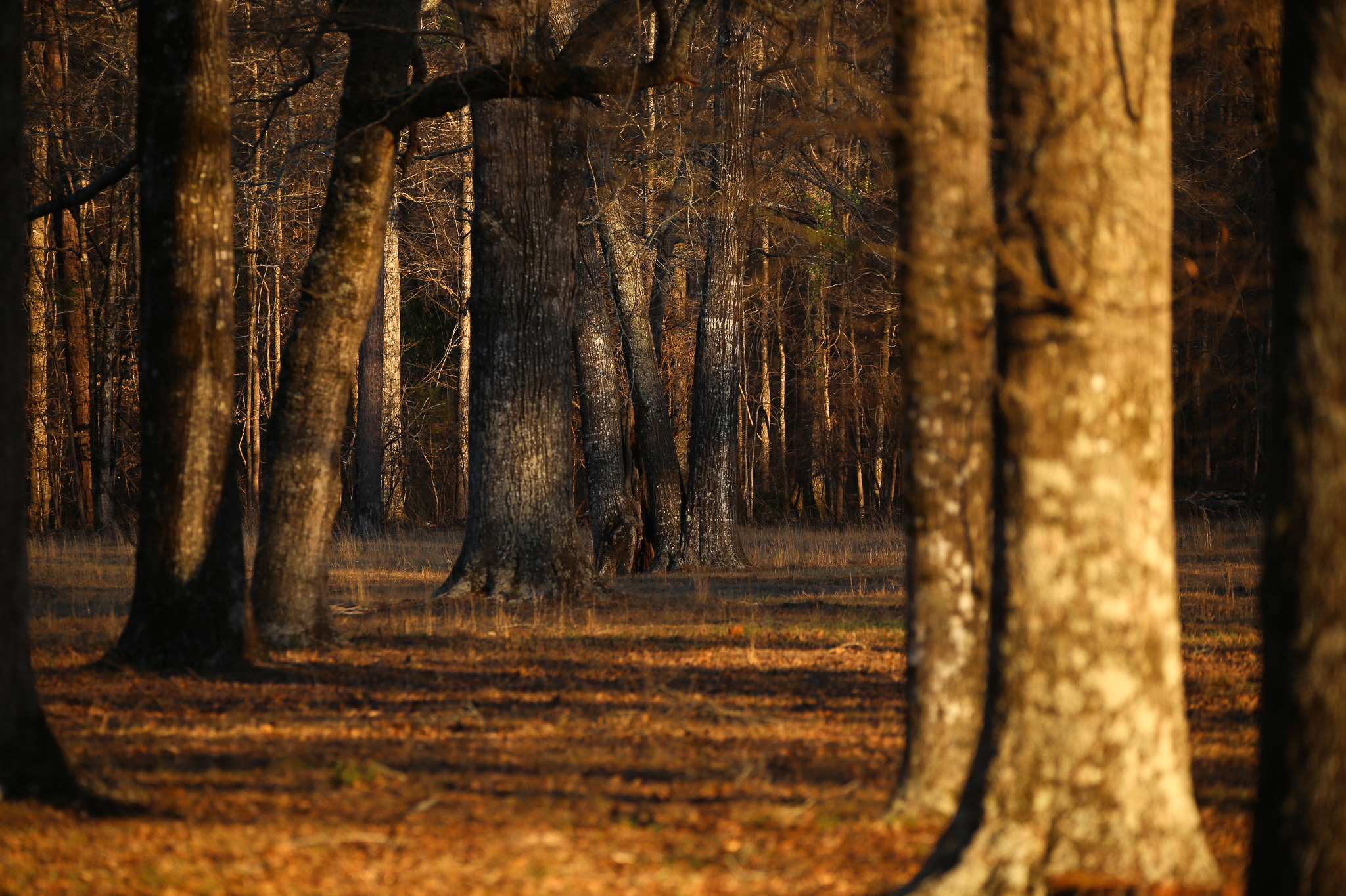 The image displays a forest scene, showing part of the forest floor as well, during golden hour with stripes of light coming through the forest canopy to provide light below. The forest floor has sparsely spaced trees and the scene is surrounded by thick forest.