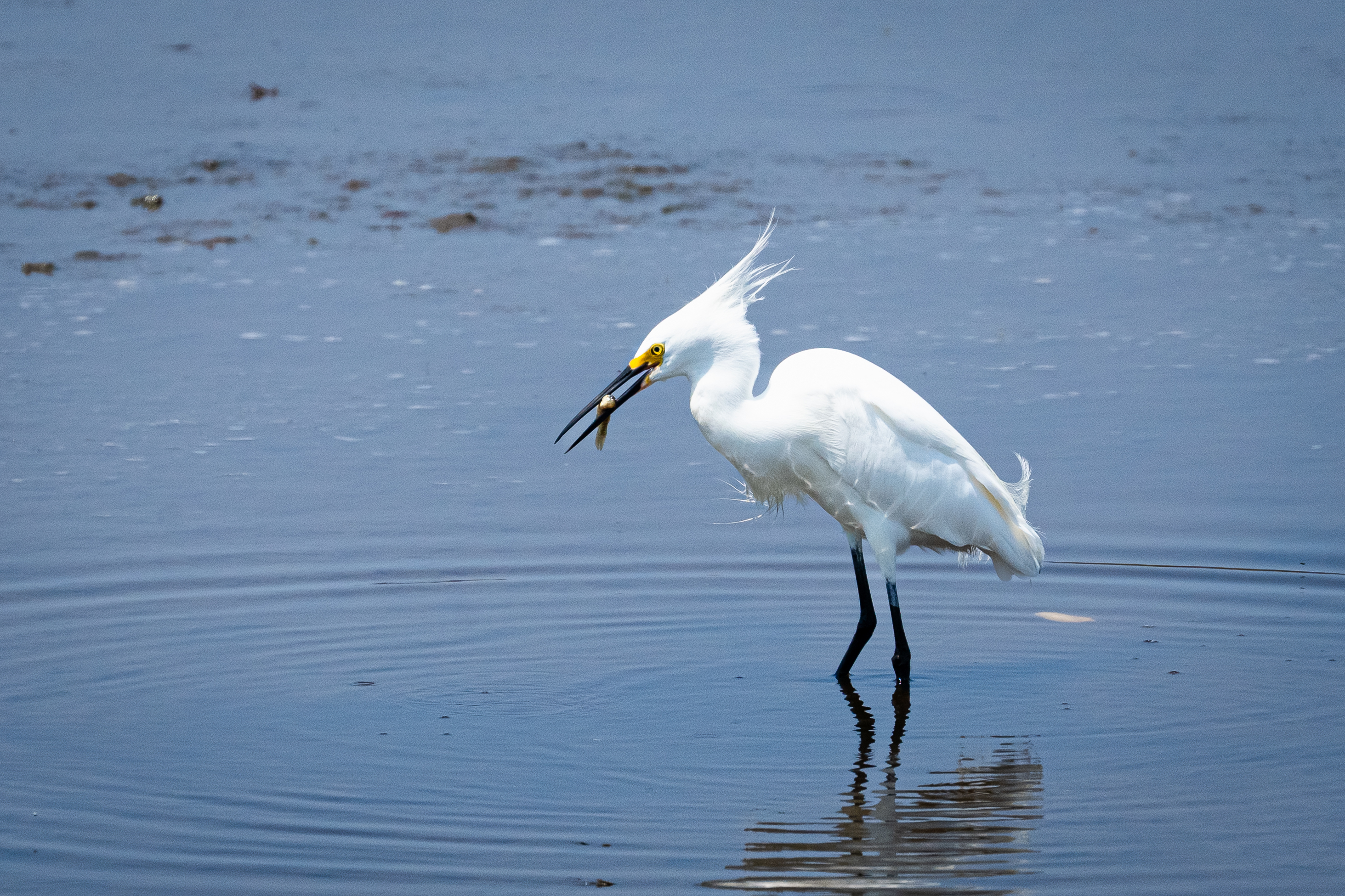 A white wading bird with dark legs and bill holds a small fish in its bill while standing in a pool of water.