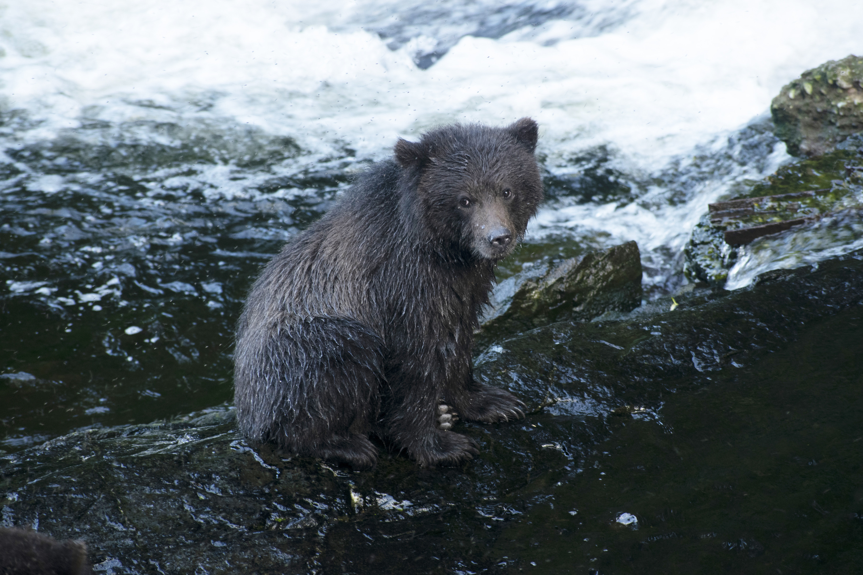Brown Bear sitting on a rock above rushing river water. 