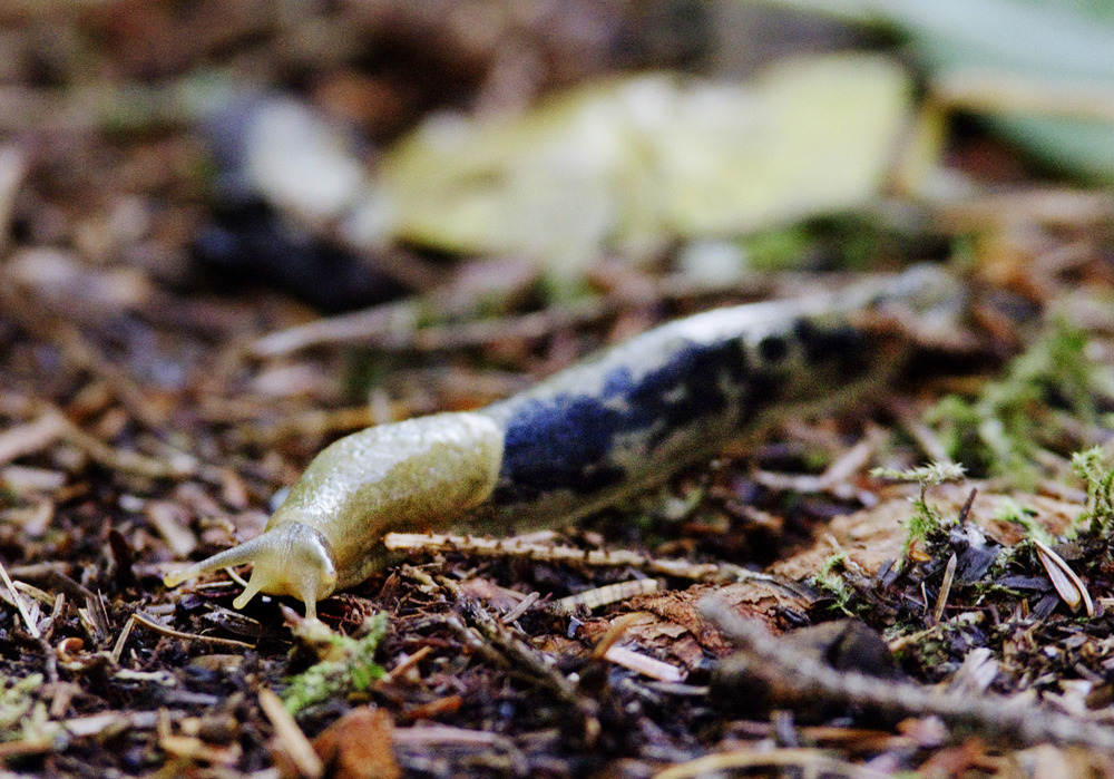 Green banana slug with black spots on forest floor.