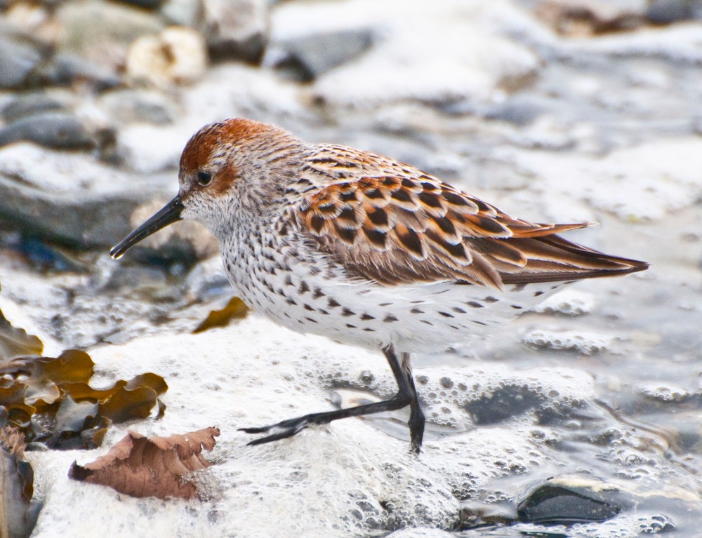 Small speckled bird walks through the waves on the beach.