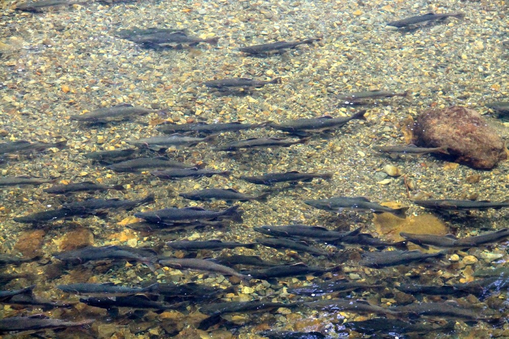 Dozens of salmon swim through a clear river over a rocky river bed.