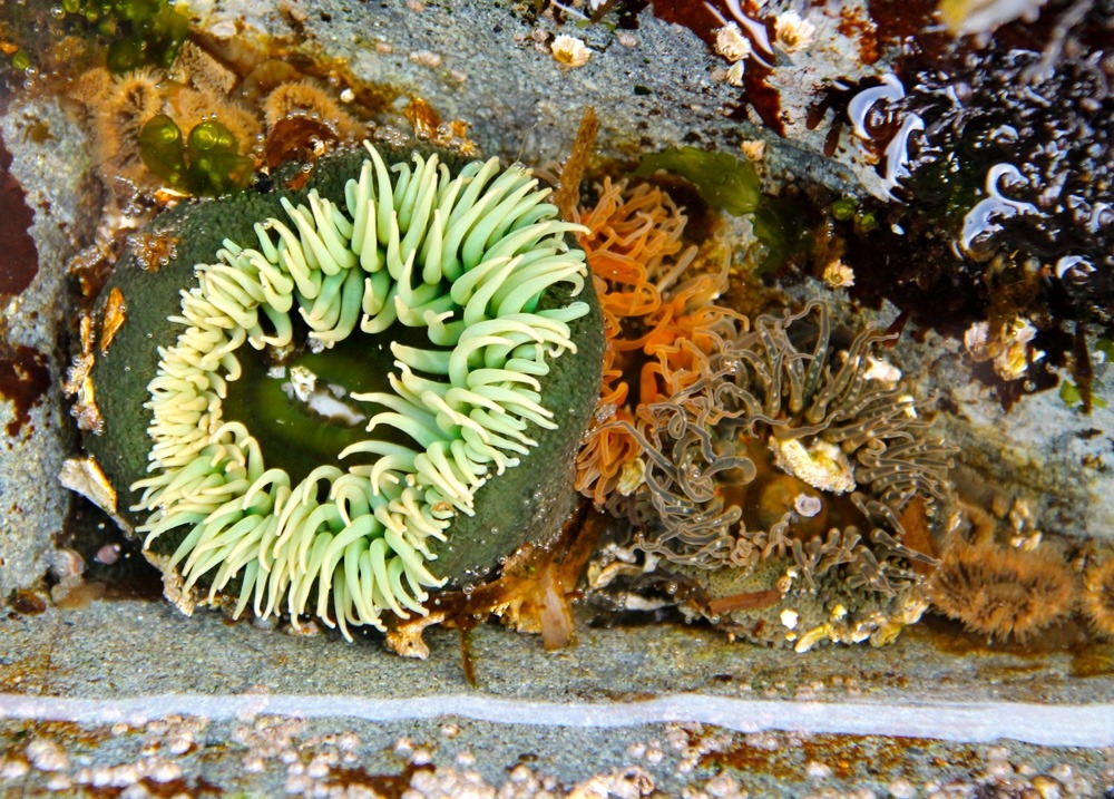 Colorful sea anemones sit in a tide pool.