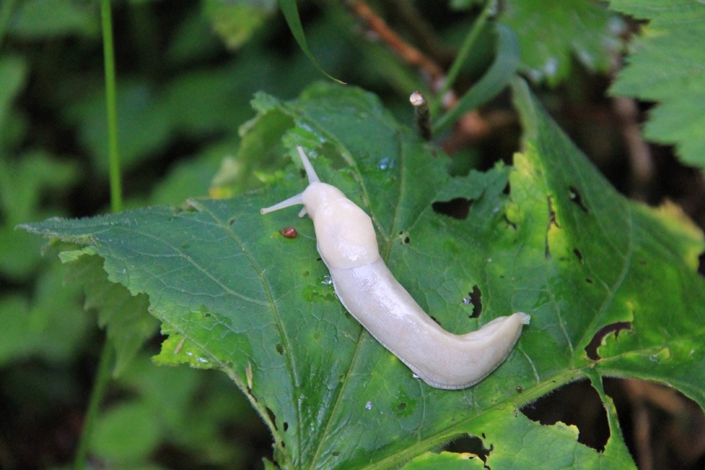 A white banana slug crawling across a leaf.