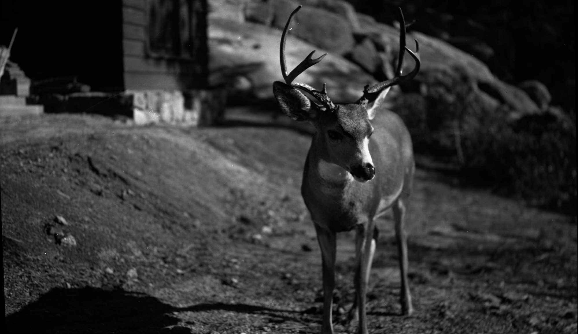 SEKI Roberts Collection Series: 2 Negatives; 3 Fauna