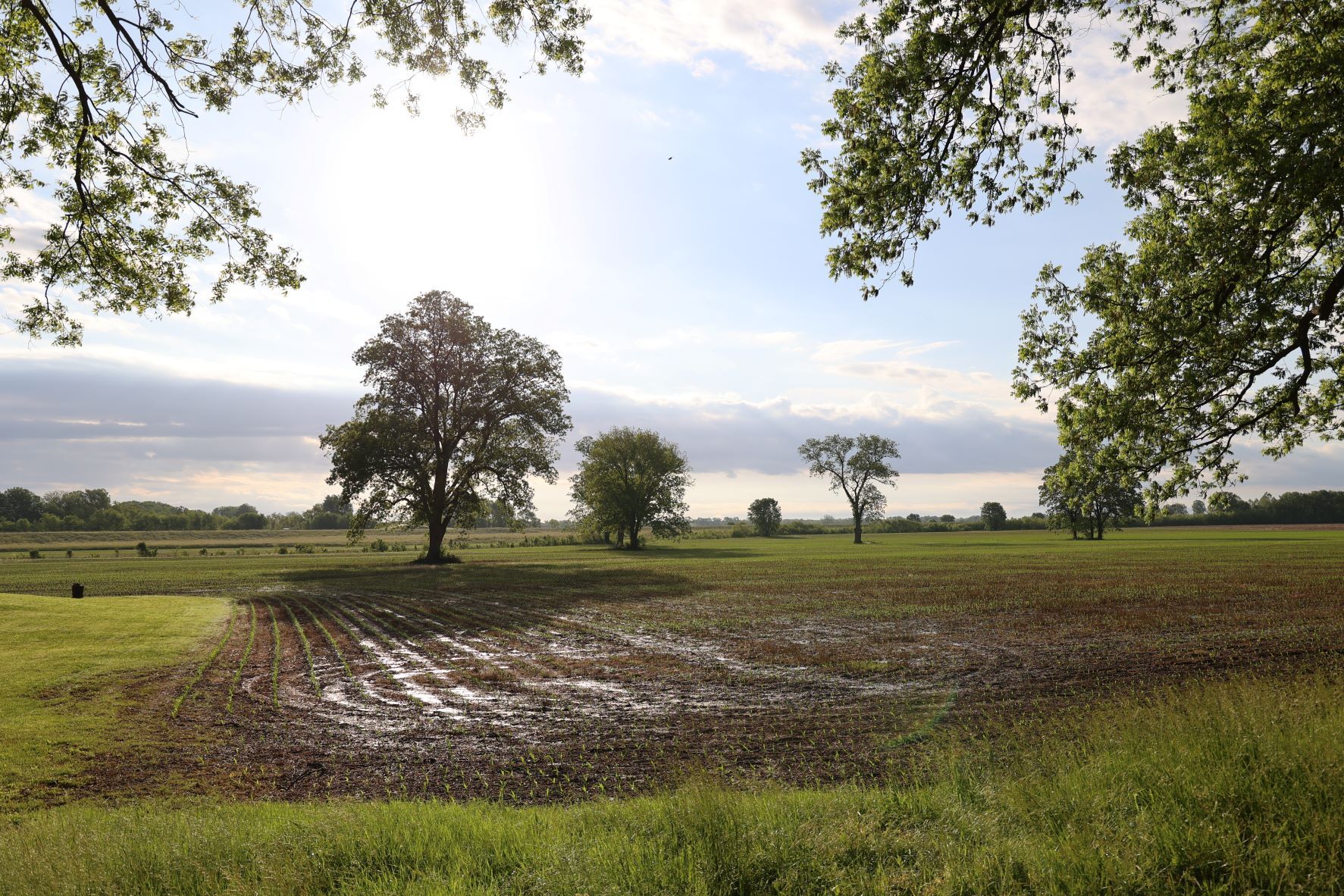 Newly planted crops begin to sprout in a large field dotted with trees, in the early morning sun.