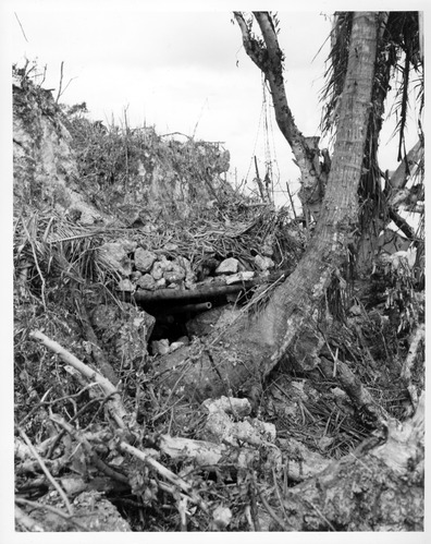 Gun barrel pokes out of a concealed bunker in the side of cliff. The opening is camouflaged by logs and rocks.