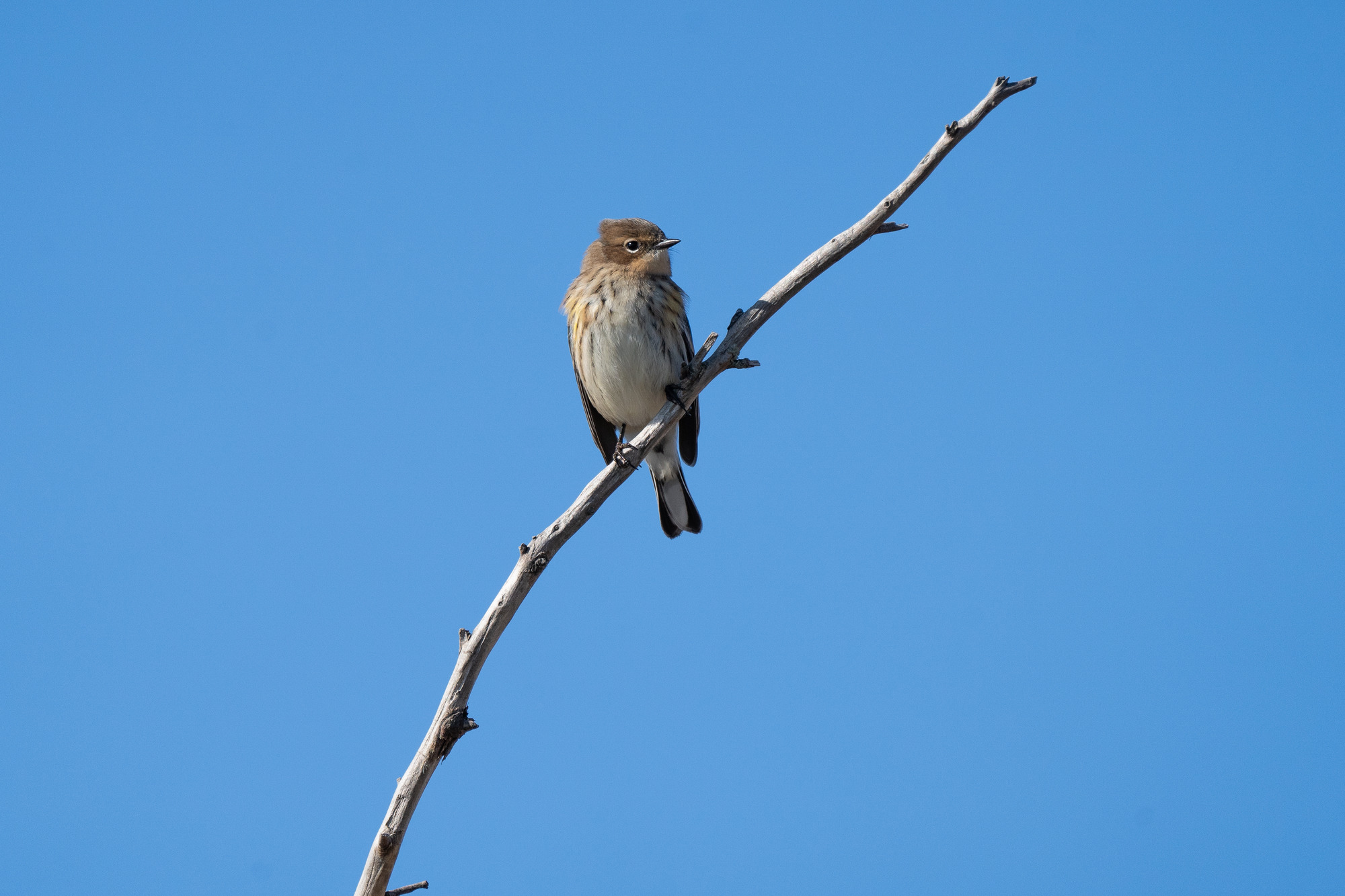A small brown and white bird with dark markings on its breast looks out from a single branch.