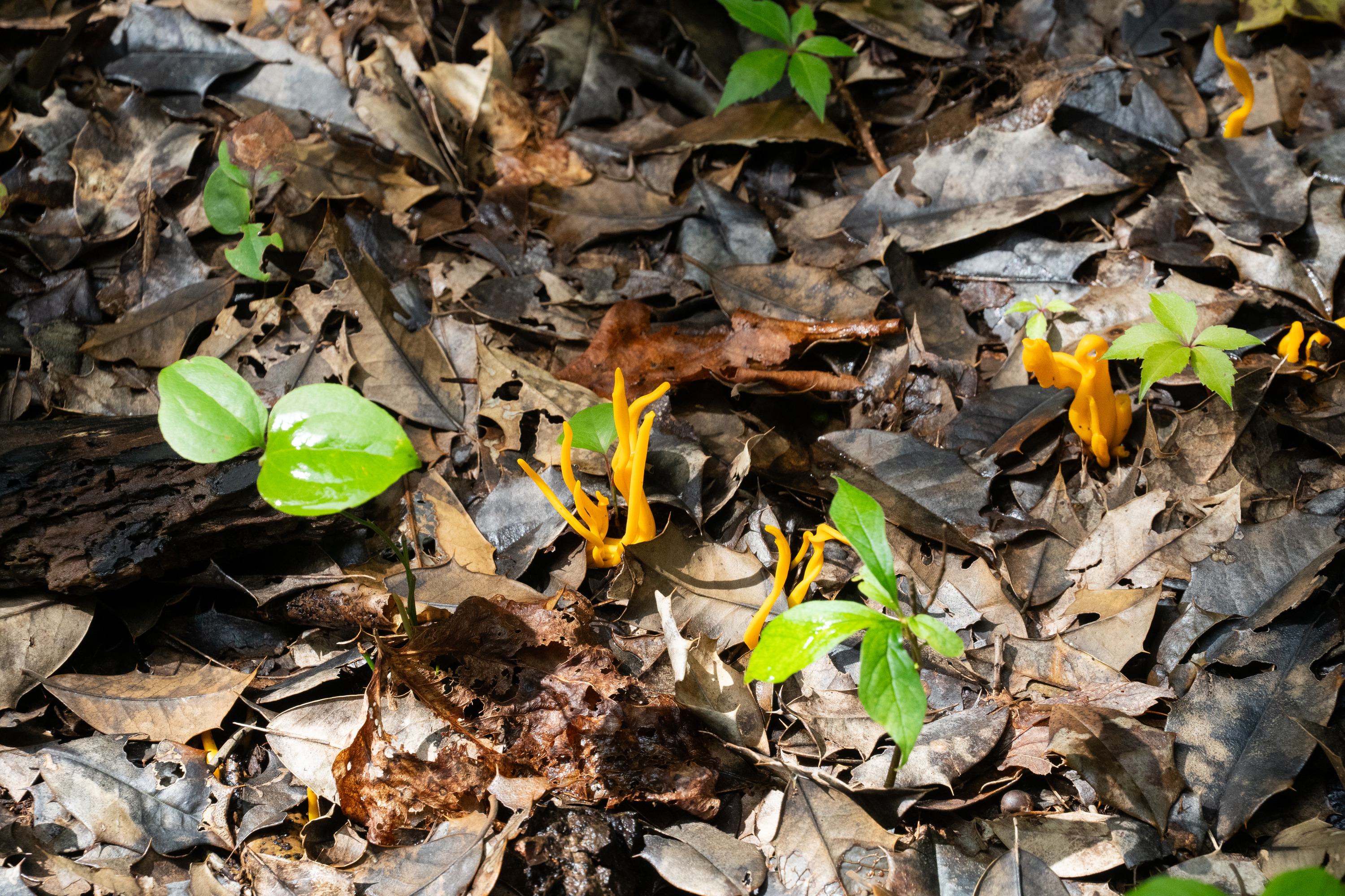 Finger-like, bright orange fungi pops out among brown leaf litter.