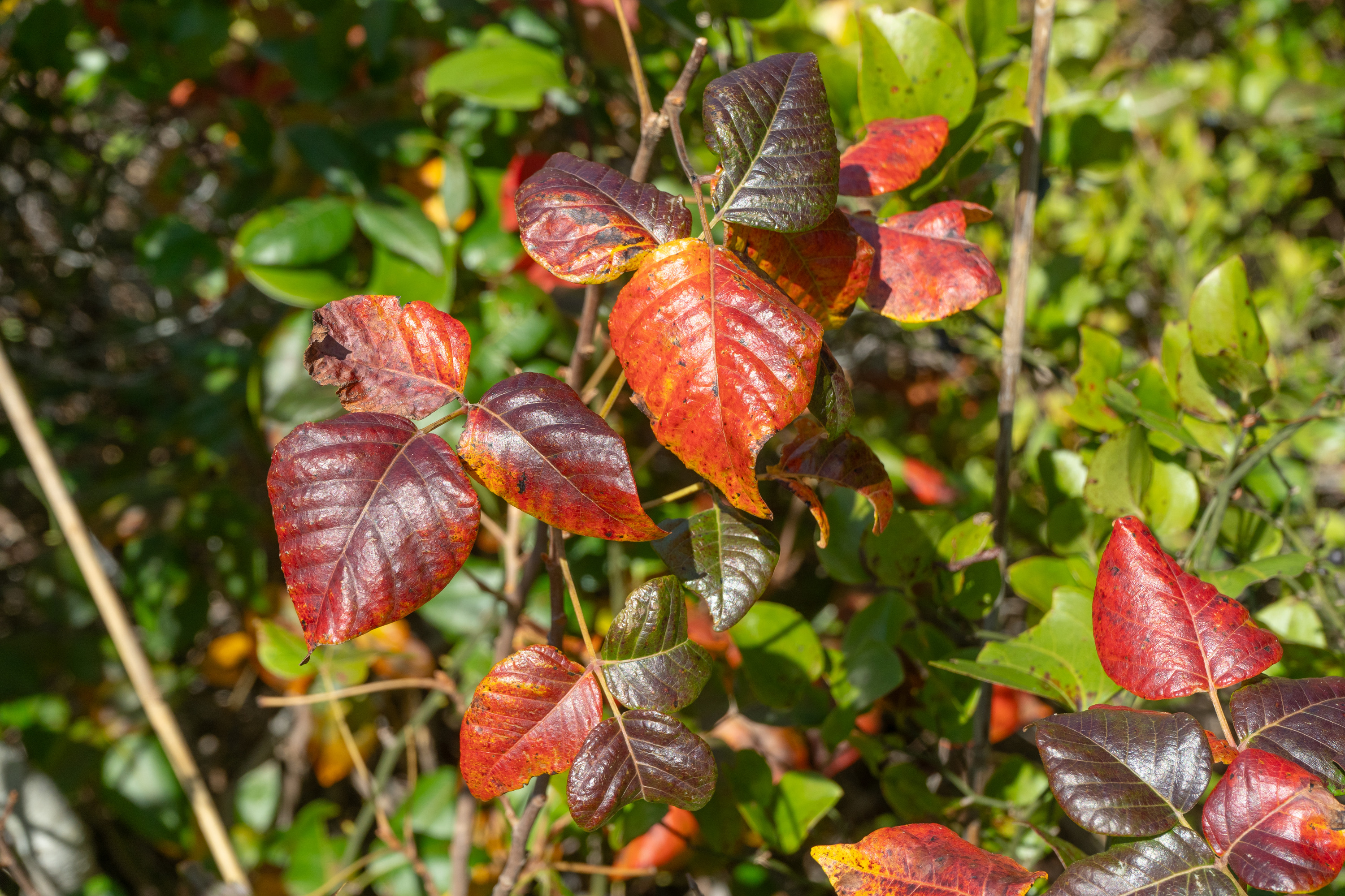 A close up of a three-leaved poison ivy plant displaying red, yellow, maroon and green colors.