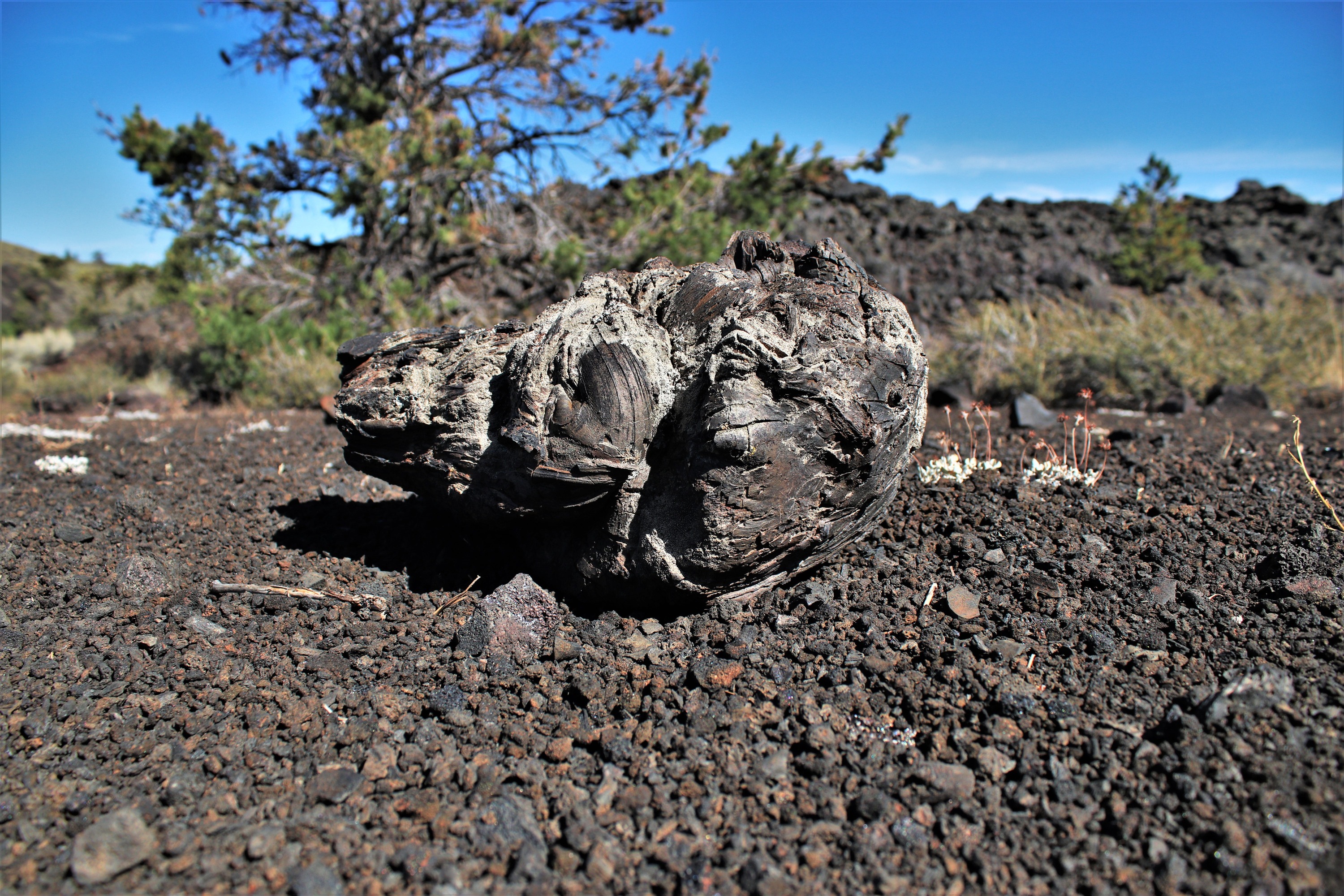 a black rock with a twisted, crusty appearance and patches of gray 