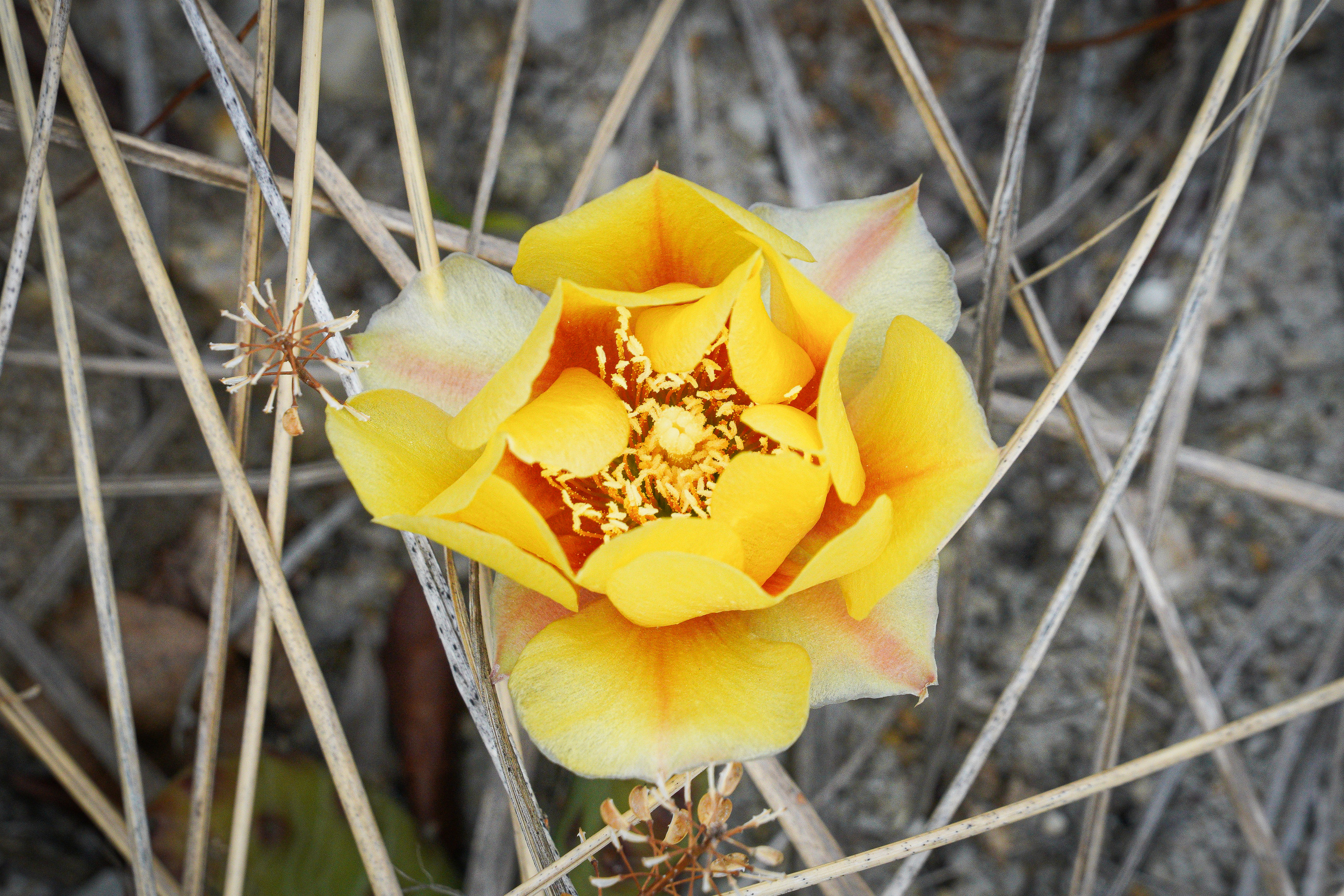 A close-up of a flower with yellow and orange petals against a gray and brown sandy background.