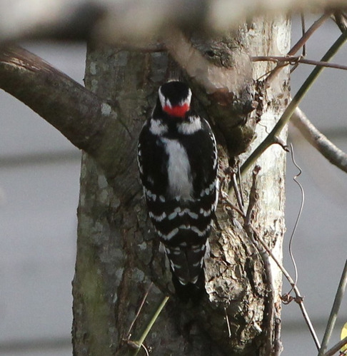 The back of the downy woodpecker is mainly black with a white bar down the center and white shoulders. There is a small bright red patch on the back of the head. 