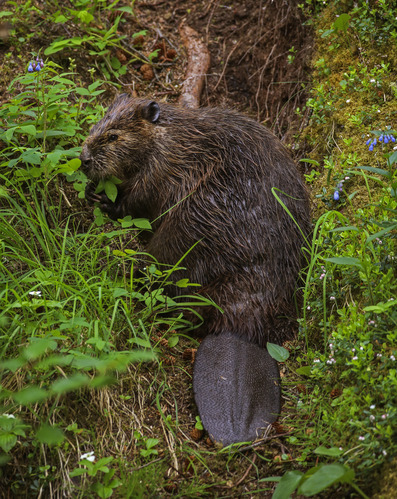 a beaver out of water, chewing a plant