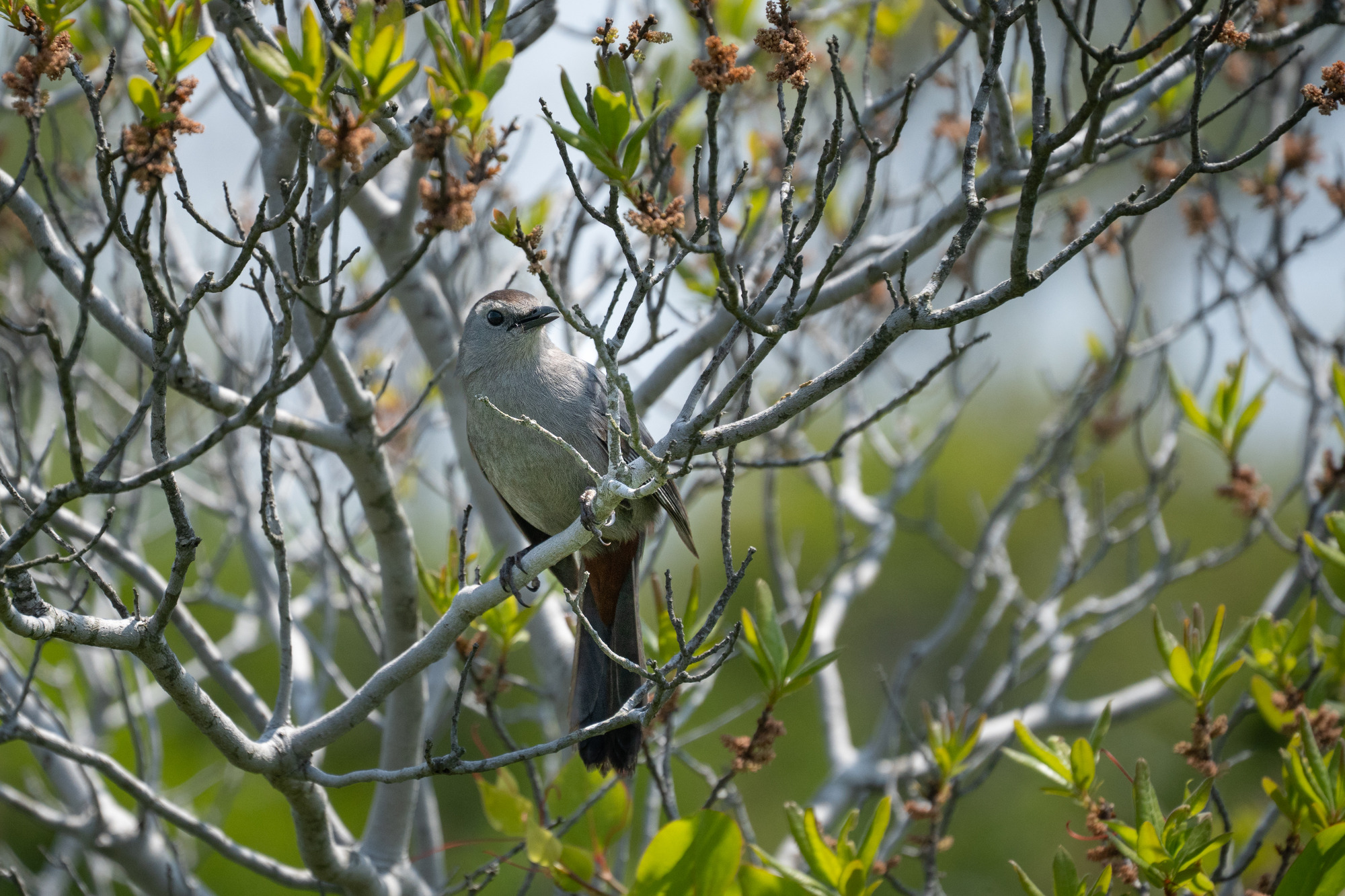 A gray and brown songbird with dark eyes perches on a branch with green vegetation visible.