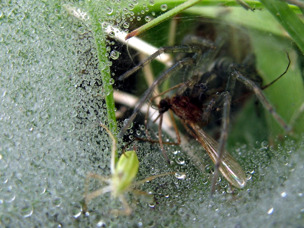 The Spider Blitz participants had many opportunities to see spiders in action over the weekend.