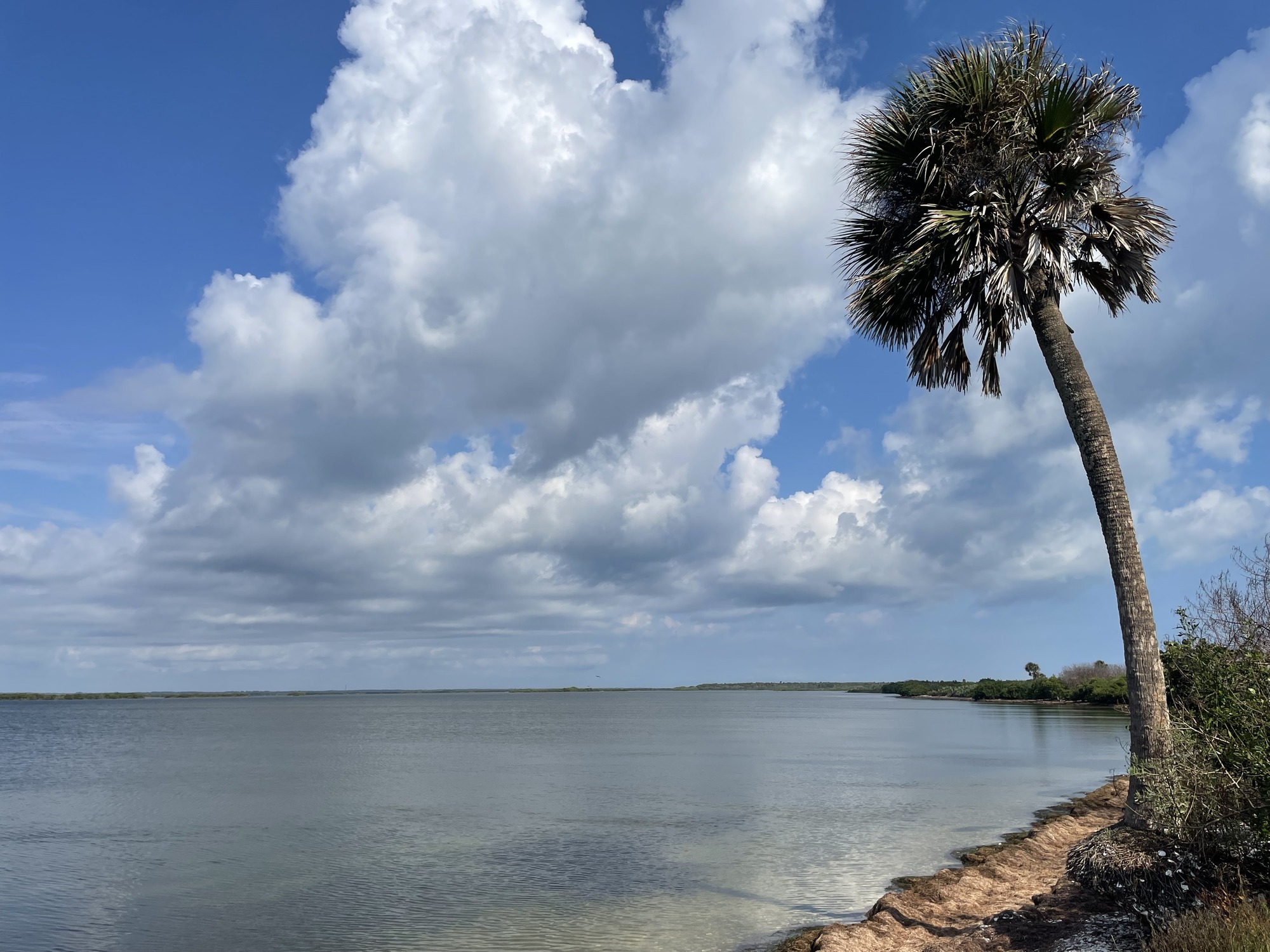 One palm tree along the Mosquito Lagoon shoreline and thicker clouds passing by in the sky. 