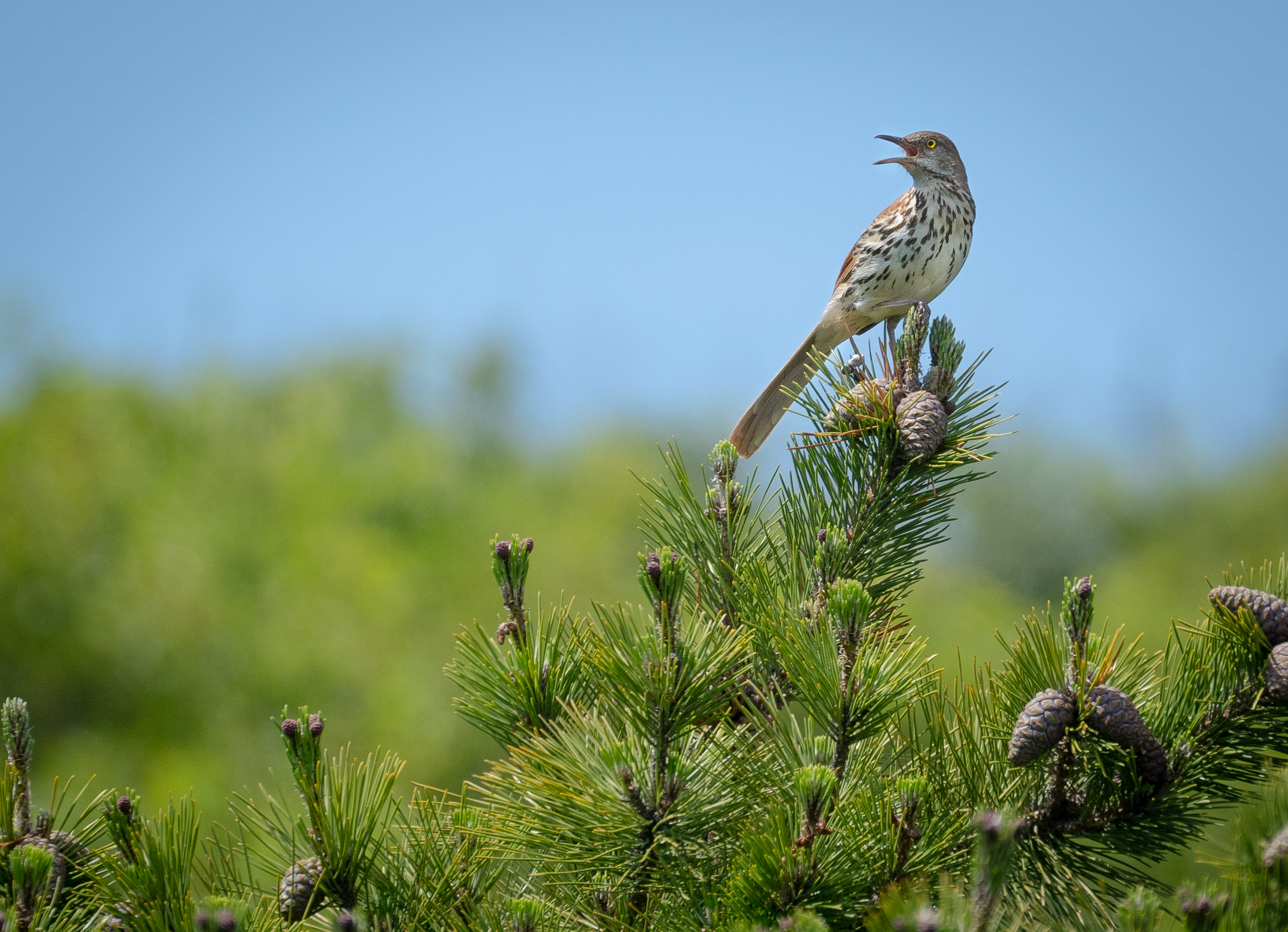 A brown and white bird with dark markings on its chest opens its curved bill while perched atop a pine tree branch.