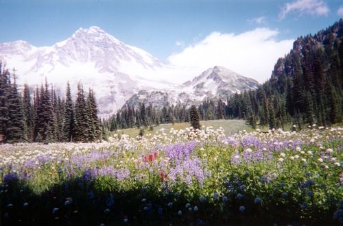 Rocky and glaciated mountain peaks rise above a mountain meadow filled with colorful wildflowers. 